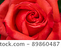 rose	 89860487
