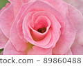 rose	 89860488