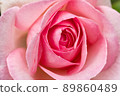 rose	 89860489