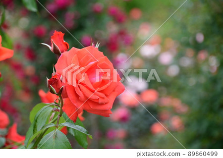 Gifu World Rose Garden Rose Flowers 89860499