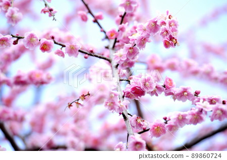 Umebayashi Park I saw someday Umebayashi Park I saw someday 89860724