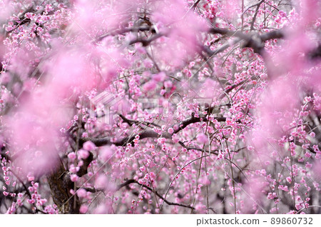Umebayashi Park I saw someday Umebayashi Park I saw someday 89860732