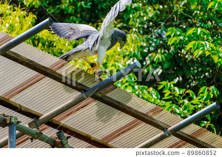 Matsue Vogel Park Bird Show Black Chested Buzzard 89860852