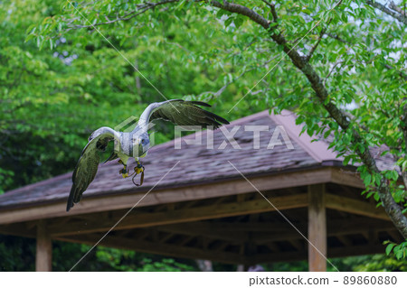 Matsue Vogel Park Bird Show Black Chested Buzzard Matsue Vogel Park Bird Show Black Chested Buzzard 89860880