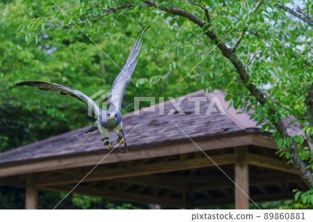 Matsue Vogel Park Bird Show Black Chested Buzzard Matsue Vogel Park Bird Show Black Chested Buzzard 89860881