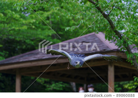 Matsue Vogel Park Bird Show Black Chested Buzzard 89860888