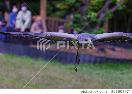 Matsue Vogel Park Bird Show Black Chested Buzzard Matsue Vogel Park Bird Show Black Chested Buzzard 89860897
