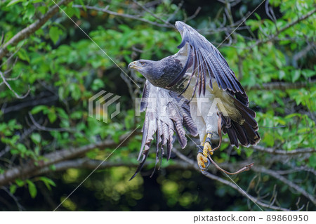 松江沃格爾公園鳥類表演黑胸禿鷹 89860950