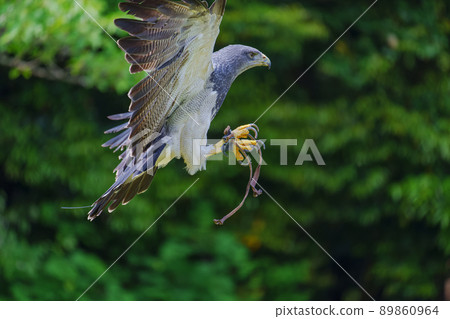 松江沃格爾公園鳥類表演黑胸禿鷹 89860964