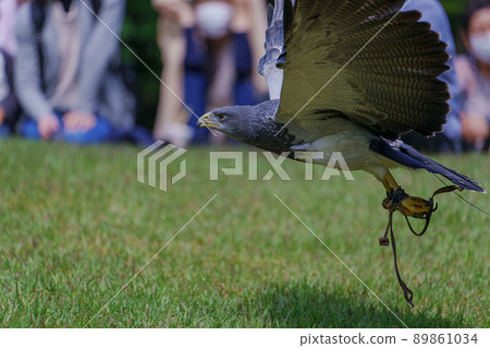 Matsue Vogel Park Bird Show Black Chested Buzzard Washinosuke Washinosuke Matsue Vogel Park Bird Show Black Chested Buzzard Washinosuke Washinosuke 89861034