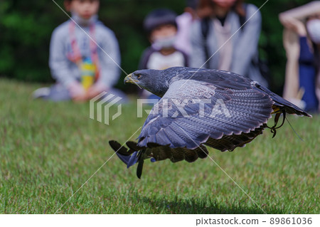 松江沃格爾公園鳥類表演黑胸禿鷹鷲之助鷲之助 89861036