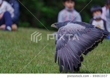 Matsue Vogel Park Bird Show Black Chested Buzzard Washinosuke Washinosuke Matsue Vogel Park Bird Show Black Chested Buzzard Washinosuke Washinosuke 89861037