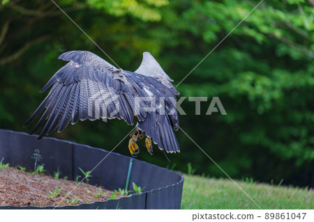 松江沃格爾公園鳥類表演黑胸禿鷹鷲之助鷲之助 89861047