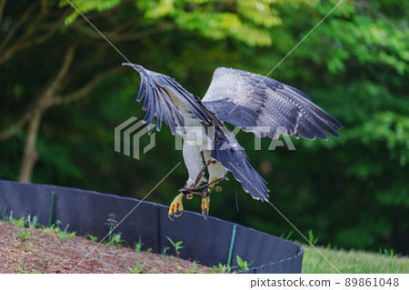 Matsue Vogel Park Bird Show Black Chested Buzzard Washinosuke Washinosuke 89861048