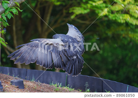 松江沃格爾公園鳥類表演黑胸禿鷹鷲之助鷲之助 89861050