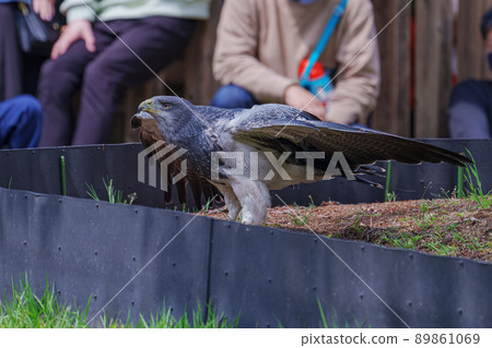 Matsue Vogel Park Bird Show Black Chested Buzzard Washinosuke Washinosuke Matsue Vogel Park Bird Show Black Chested Buzzard Washinosuke Washinosuke 89861069