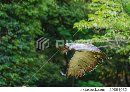 Matsue Vogel Park Bird Show Black Chested Buzzard Washinosuke Washinosuke 89861085