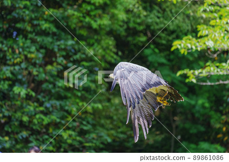松江沃格爾公園鳥類表演黑胸禿鷹鷲之助鷲之助 89861086