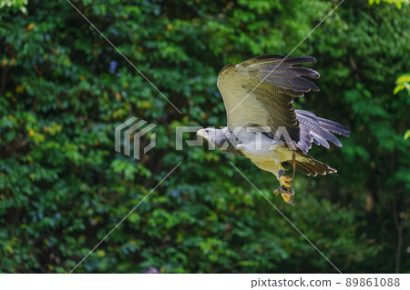 松江沃格爾公園鳥類表演黑胸禿鷹鷲之助鷲之助 89861088