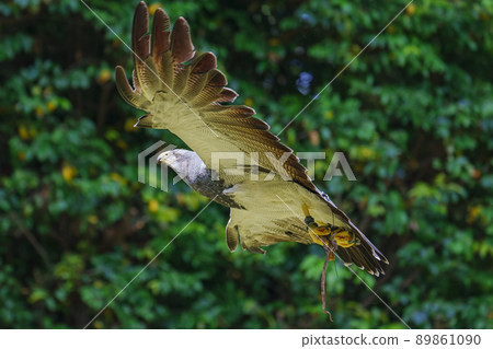 松江沃格爾公園鳥類表演黑胸禿鷹鷲之助鷲之助 89861090