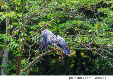Matsue Vogel Park Bird Show Black Chested Buzzard Washinosuke Washinosuke 89861100