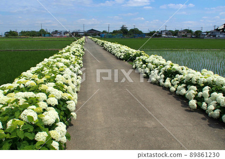 Hydrangea road, white hydrangea along the paddy field [Kazo City, Saitama Prefecture] 89861230