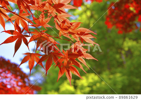 Image of autumn leaves of Nomura Momiji 89861629