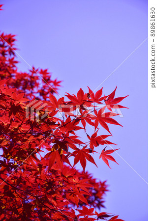 野村紅葉的秋葉形象 89861630