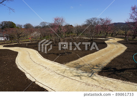 梅園周圍的小直徑草蓆(東京府中市) 梅園周圍的小直徑草蓆(東京府中市) 89861733
