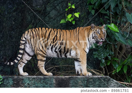 Close up bengal tiger is beautiful animal and dangerous in forest Close up bengal tiger is beautiful animal and dangerous in forest 89861781