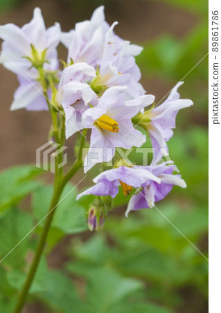 Potato flowers Potato flowers 89861786