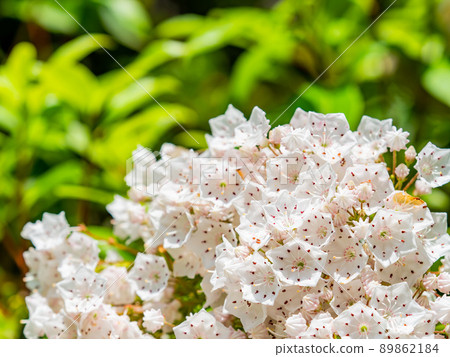 Beautiful scenery of early summer Kalmia with buds like konpeito Beautiful scenery of early summer Kalmia with buds like konpeito 89862184