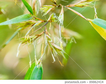 Scenery once every 120 years: Rare black bamboo flowering Scenery once every 120 years: Rare black bamboo flowering 89862414