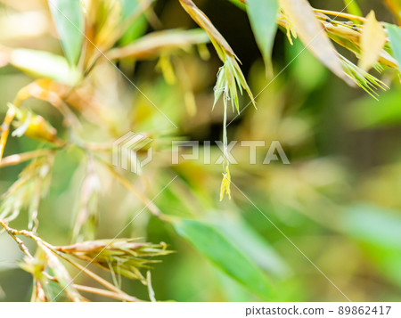 120年一景：難得一見的黑竹開花 89862417
