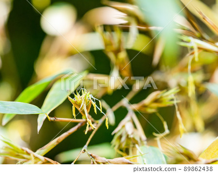 Scenery once every 120 years: Rare black bamboo flowering 89862438