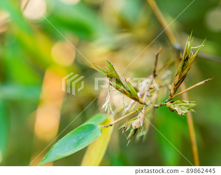 120年一景:難得一見的黑竹開花 120年一景:難得一見的黑竹開花 89862445