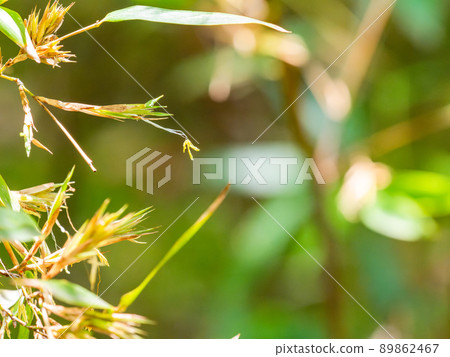 120年一景：難得一見的黑竹開花 89862467