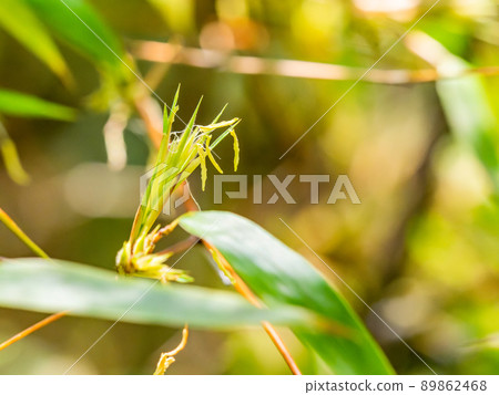 120年一景:難得一見的黑竹開花 120年一景:難得一見的黑竹開花 89862468