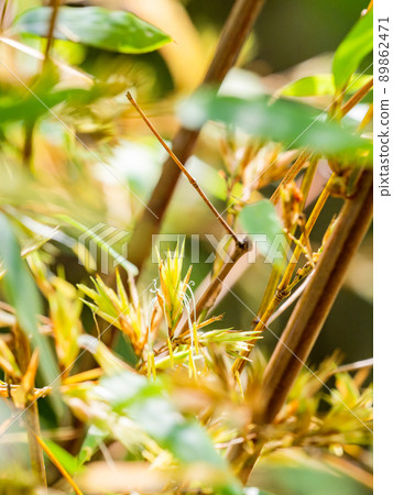 120年一景：難得一見的黑竹開花 89862471