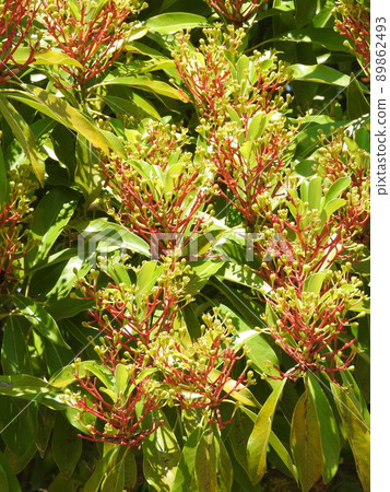 Machilus flower Machilus flower 89862493