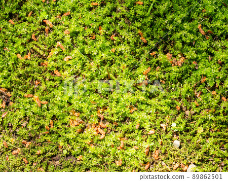 Beautiful scenery of early summer, fresh green of moss Beautiful scenery of early summer, fresh green of moss 89862501