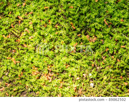 Beautiful scenery of early summer, fresh green of moss Beautiful scenery of early summer, fresh green of moss 89862502