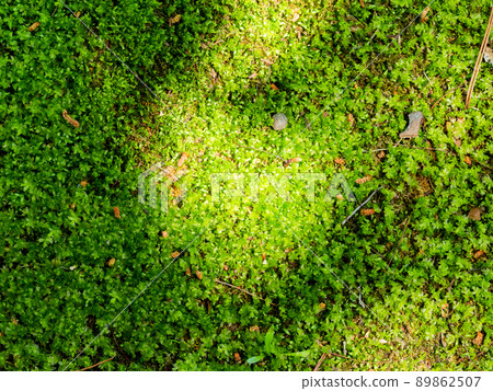 初夏美景,青苔鮮綠 初夏美景,青苔鮮綠 89862507