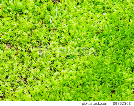 初夏美景,青苔鮮綠 初夏美景,青苔鮮綠 89862508