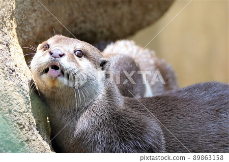 水獺在哭 89863158