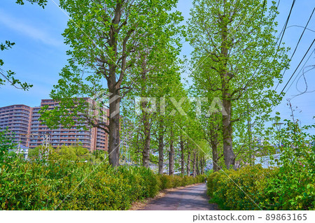 A row of tulip trees on the border between Manpukuji 1-chome and 2-chome near Manpukuji Ohashi in Asao-ku, Kawasaki City, Kanagawa Prefecture 89863165