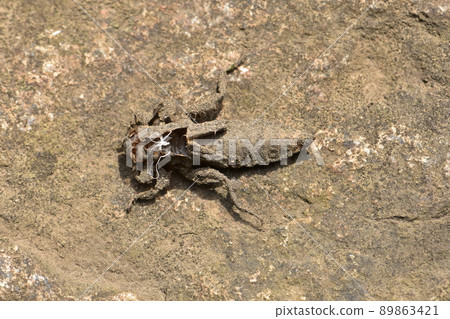 Dragonfly dragonfly shell (Yamasanae) Dragonfly dragonfly shell (Yamasanae) 89863421