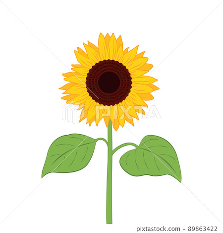sunflower illustration with green leaf isolated on white 89863422