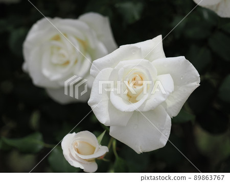 Rose "Birgo" Rose "Birgo" 89863767