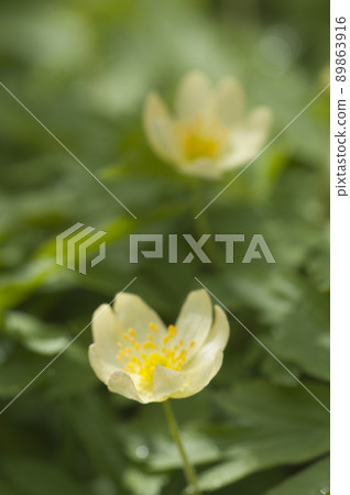 Wood anemone cultivar flowers 89863916